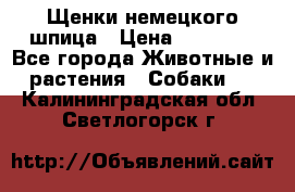 Щенки немецкого шпица › Цена ­ 20 000 - Все города Животные и растения » Собаки   . Калининградская обл.,Светлогорск г.